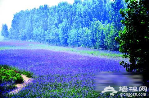 京郊薰衣草觀賞地：布拉格農場尋夢香草樂園