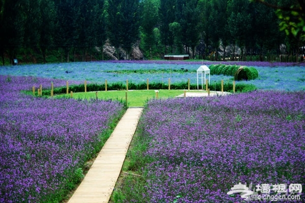 紫海香堤棚屋露營，蟲鳴花香入夢來