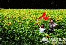 免費逛葵園 京郊向日葵賞花攻略