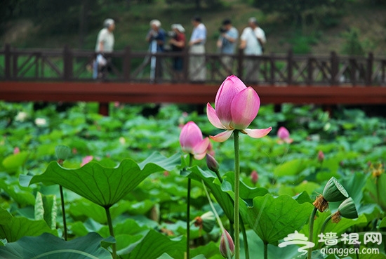 圓明園荷花節7月開啟 賞荷攻略(圖)