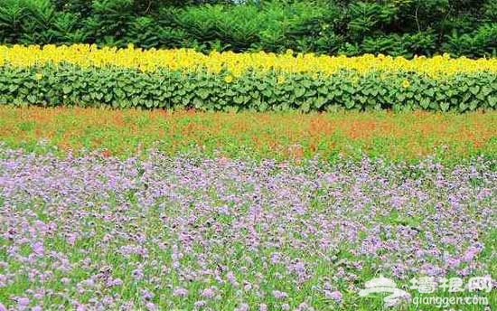 夏日“尋香” 北京香草世界“新鮮”開園