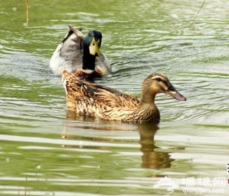 2011北京踏青好去處 翠湖濕地燒烤看鳥[牆根網]