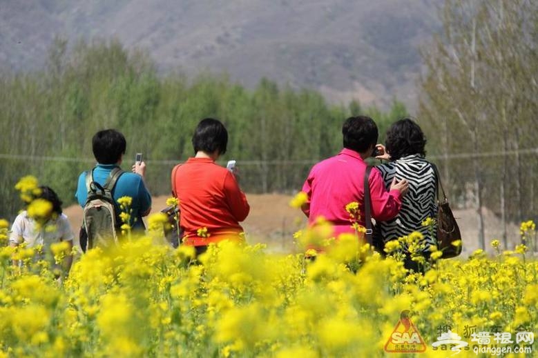 下“江南”賞油菜花 房山長溝游玩攻略[牆根網]