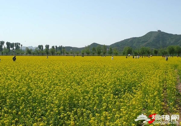 京郊油菜花 2011年密雲北莊賞花攻略[牆根網]