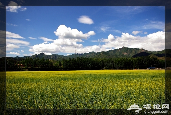 京郊油菜花 2011年密雲北莊賞花攻略[牆根網]