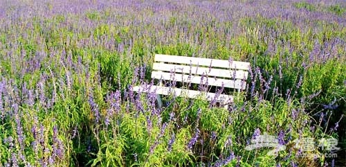 京郊油菜花 2011年密雲北莊賞花攻略[牆根網]