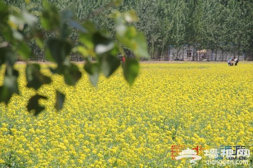 油菜花綻放 布拉格農場初夏踏青指南