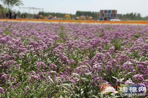 油菜花綻放 布拉格農場初夏踏青指南