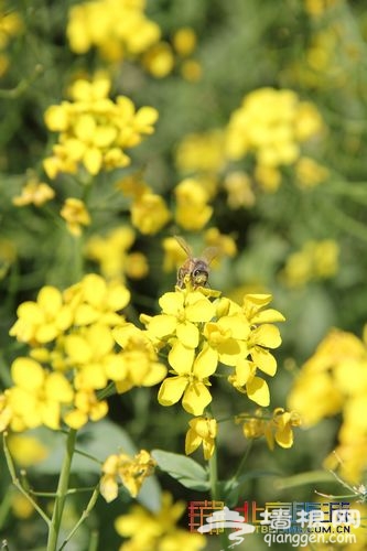 油菜花綻放 布拉格農場初夏踏青指南