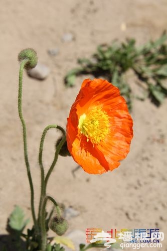 油菜花綻放 布拉格農場初夏踏青指南