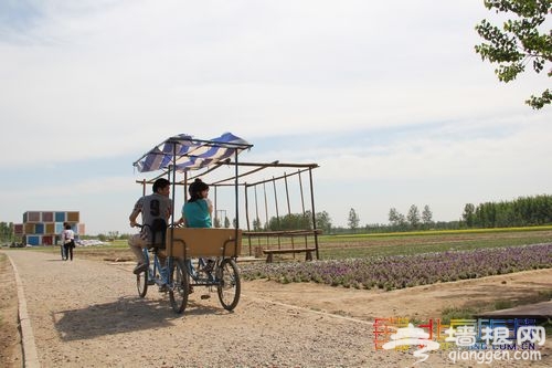 油菜花綻放 布拉格農場初夏踏青指南