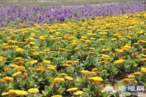 油菜花綻放 布拉格農場初夏踏青指南