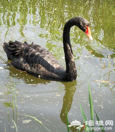 圓明園 春江水暖“黑天鵝”先知(圖)