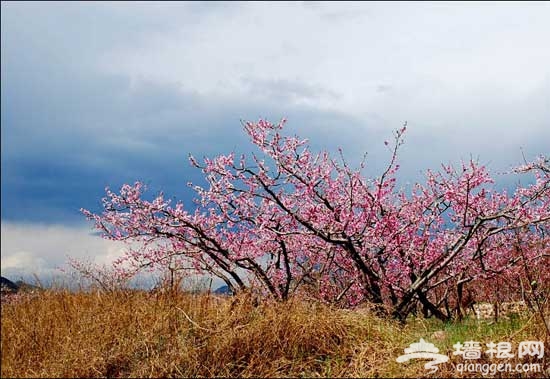 2011平谷桃花節賞花游玩全攻略(圖)