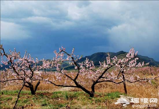 2011平谷桃花節賞花游玩全攻略(圖)