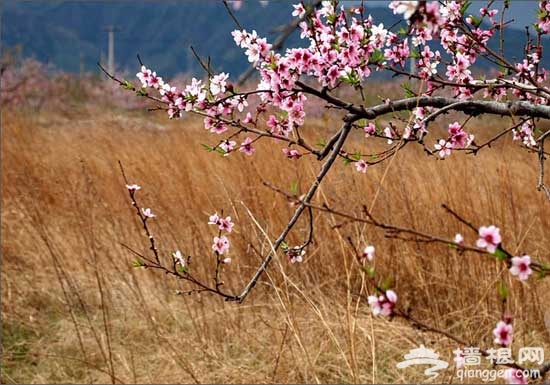 2011平谷桃花節賞花游玩全攻略(圖)