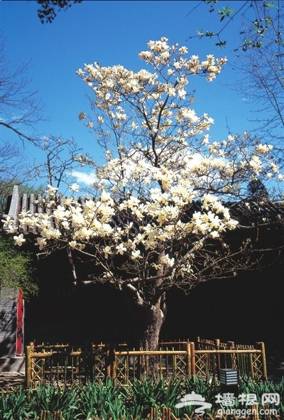 北京花季花期如約 各大賞花地推薦[牆根網]