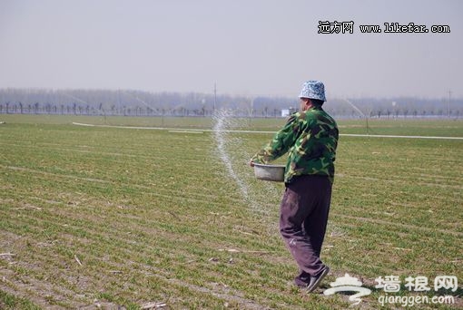 施肥也是優美的舞 攝影：王咩咩