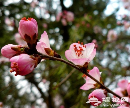 山花節