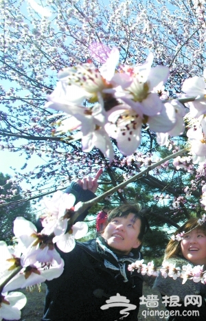 梅花桃花櫻花爭相斗艷 公園亂花迷人眼[牆根網]