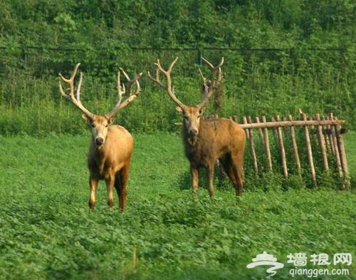 八達嶺野生動物園 看獅子在車外打滾(圖)