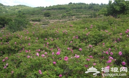 春意盎然美景現 京城賞花新體驗 看別樣花海[牆根網]