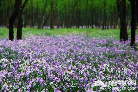 春意盎然美景現 京城賞花新體驗 看別樣花海[牆根網]