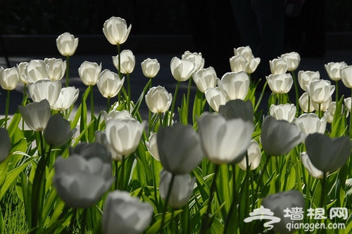 中山公園帶您領略“花中西施”郁金香的美艷