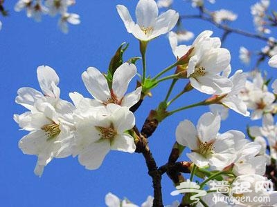 融入花花世界 京郊踏春賞花