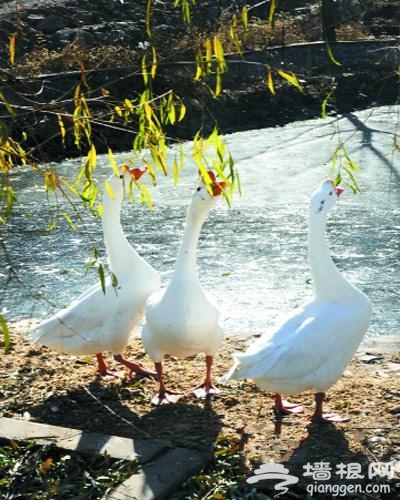 京郊掛甲峪村 山間盆地裡有家“旋轉餐廳”[牆根網]