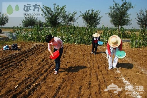 每一粒種子都是希望 作者：王咩咩