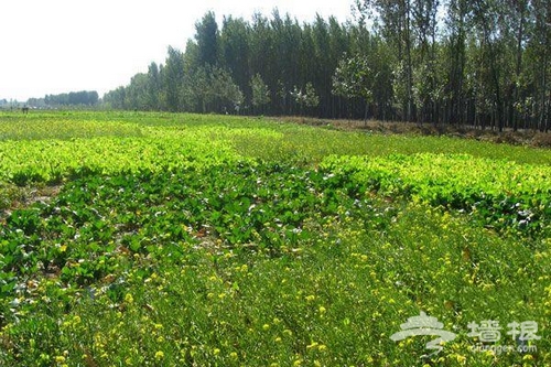 通州布拉格農場賞花露營燒烤旅游攻略[牆根網]