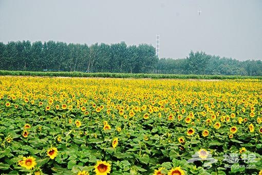 北京長溝花田節賞葵攻略 千畝葵海間起舞[牆根網]