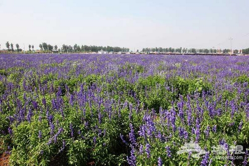 北京香草世界 芳海香田伊甸夢園[牆根網]