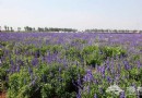 北京香草世界 芳海香田伊甸夢園