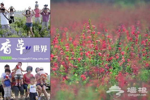 北京香草世界 芳海香田伊甸夢園[牆根網]