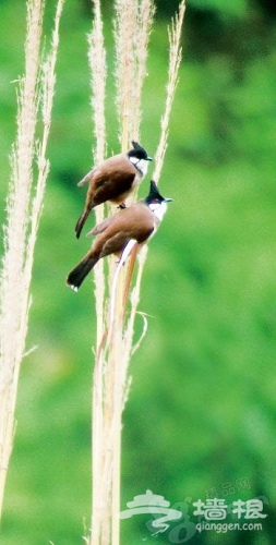 濕地鳥類眾多