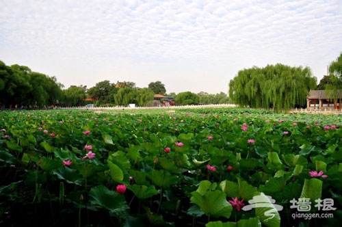 夏季爛漫賞花地推薦