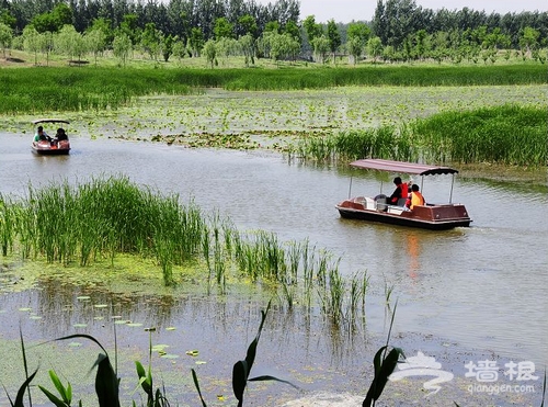 玩水何必去西溪 京郊濕地公園尋找夏天[牆根網]