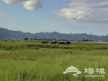 康西草原--馳騁的天堂[牆根網]