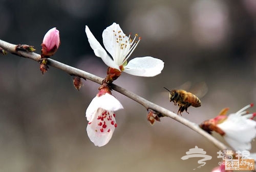 北京公園賞花攻略 結伴踏春正當時