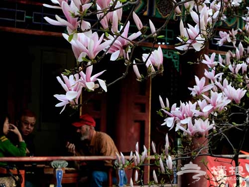 呼朋喚友 去京郊看花賞景[牆根網]