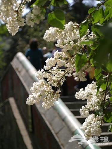 呼朋喚友 去京郊看花賞景[牆根網]