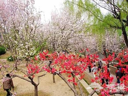 賞花登山賞美景 觸摸北京迷人春色[牆根網]