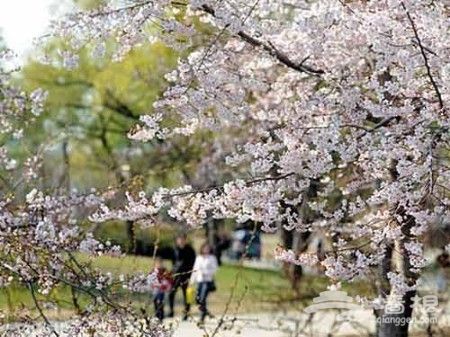 賞花登山賞美景 觸摸北京迷人春色[牆根網]