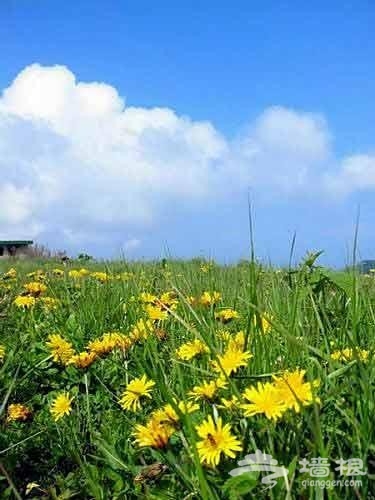 賞花登山賞美景 觸摸北京迷人春色[牆根網]