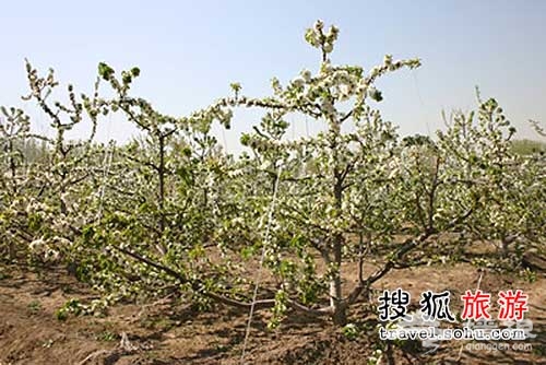 唐家嶺花果飄香