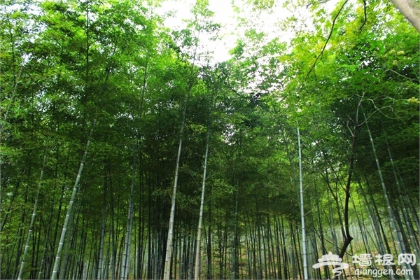 盤點上海周邊景好人少的地方[牆根網]