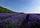 雪浪山生態園