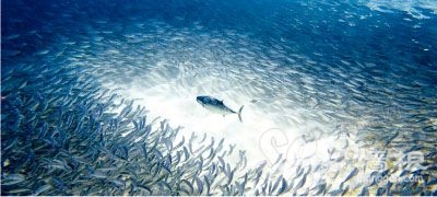 魚類的營養豐富，尤其是產於鹹水裡的海魚